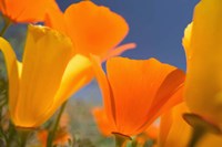 Poppies Spring Bloom 5. Lancaster, CA Fine Art Print