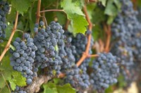 Vineyard Grapes, Calistoga, Napa Valley, Ca Framed Print
