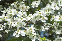 Dogwood Tree, Arnold Arboretum, Boston Fine Art Print