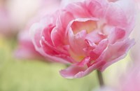 Pink Double Tulip Flower, Pennsylvania Fine Art Print