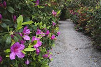 Rhododendron Along Pathway, Magnolia Plantation, Charleston, South Carolina Fine Art Print