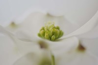 Flowering Dogwood Tree Blossom, South Carolina Fine Art Print