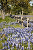 Lone Oak Tree Along Fenceline With Spring Bluebonnets, Texas Fine Art Print