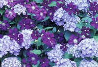 Hydrangea And Clematis, Issaquah, Washington Fine Art Print