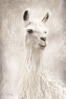 Lulu the Llama Up Close Fine Art Print