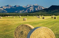 Waterton Hay Bales Framed Print