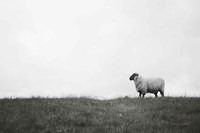 Islay Sheep II Fine Art Print