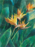 Bird of Paradise I Fine Art Print