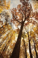 Towering Trees I Fine Art Print