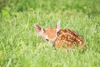 A Fawn Fine Art Print