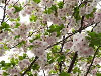 Close-up of Cherry Blossom Flowers, Harajuku, Meiji Shrine, Tokyo, Japan Fine Art Print