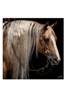 Platinum in Bridle Fine Art Print