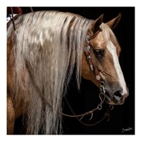 Platinum in Bridle Fine Art Print
