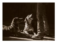 Catahoulas Fine Art Print