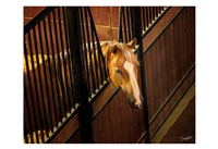 The Boss Fine Art Print