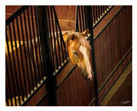 The Boss Fine Art Print