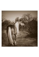 Just Sayin Fine Art Print