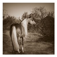 Just Sayin Fine Art Print