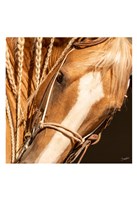 Palomino n Vogue Fine Art Print