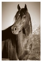 China Fine Art Print