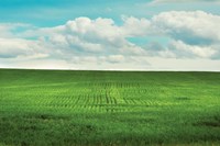 Signs of Life Fine Art Print