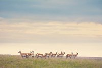 Strength in Numbers Fine Art Print