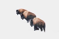 Yellowstone Trio Fine Art Print