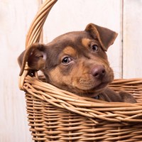 Puppy in a Basket Fine Art Print