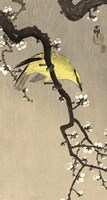 Chinese Wielewaal on Plum Blossom Branch, 1900-1910 Fine Art Print