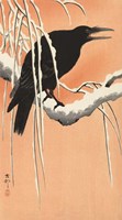 Crow on a Snowy Bough, 1900-1930 Fine Art Print