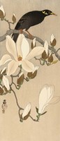 Myna on Magnolia Branch, 1900-1910 Fine Art Print