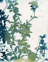 Shadow Floral Fine Art Print