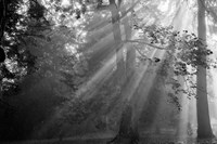 In a Haze Fine Art Print