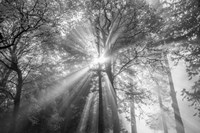 The Trees Have Eyes Fine Art Print