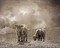 Scottish Highland Cattle No. 2 Fine Art Print