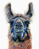 Dalai Llama Fine Art Print
