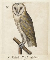 Barn Owl, 1560-1585 Fine Art Print