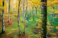 Dream of Birches Fine Art Print