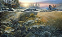 Walleyes On The Rocks Fine Art Print