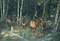 Wilderness Whispers Fine Art Print