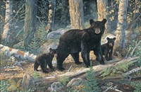 Woodland Lessons Fine Art Print