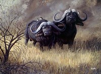 Dugga Boys Caped Buffalo Fine Art Print