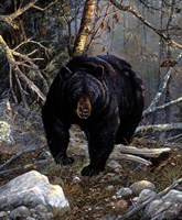 Haunter Of The Pine Fine Art Print