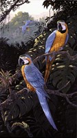 Macaws Fine Art Print