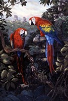 Macaws Red Fine Art Print