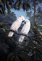 Cockatoo Fine Art Print