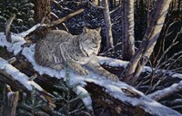 Snow Moon Lynx Fine Art Print