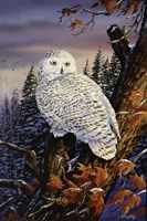 Snowy Owl Fine Art Print