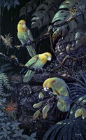 Yellow Headed Amazons Fine Art Print