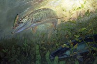Phantom Muskie Fine Art Print